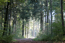 gesunder Wald